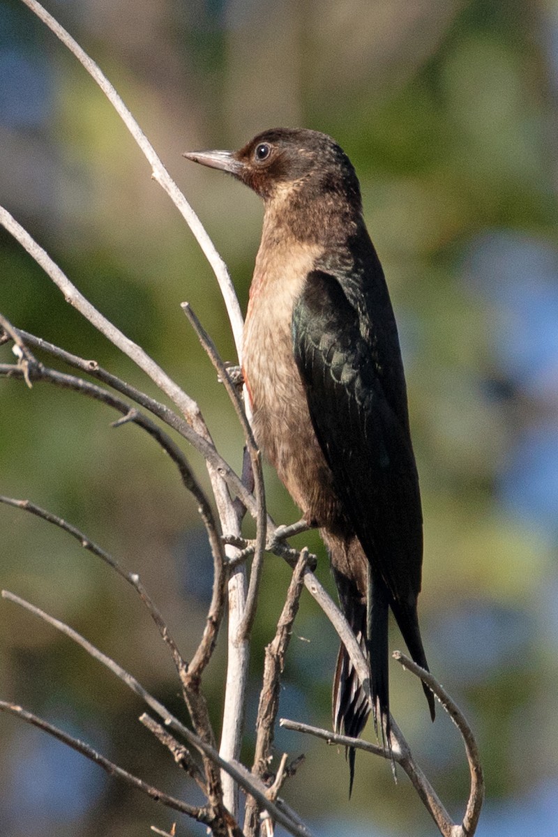 Lewis's Woodpecker - ML623075947