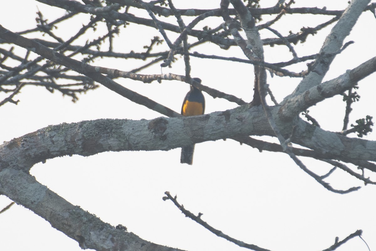 Amazonian Trogon - ML623075948