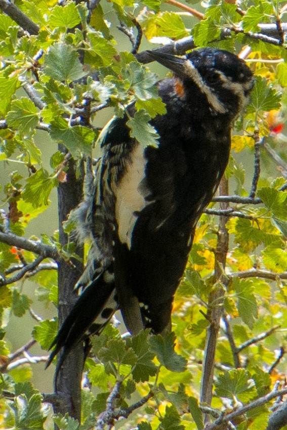 Williamson's Sapsucker - ML623075975