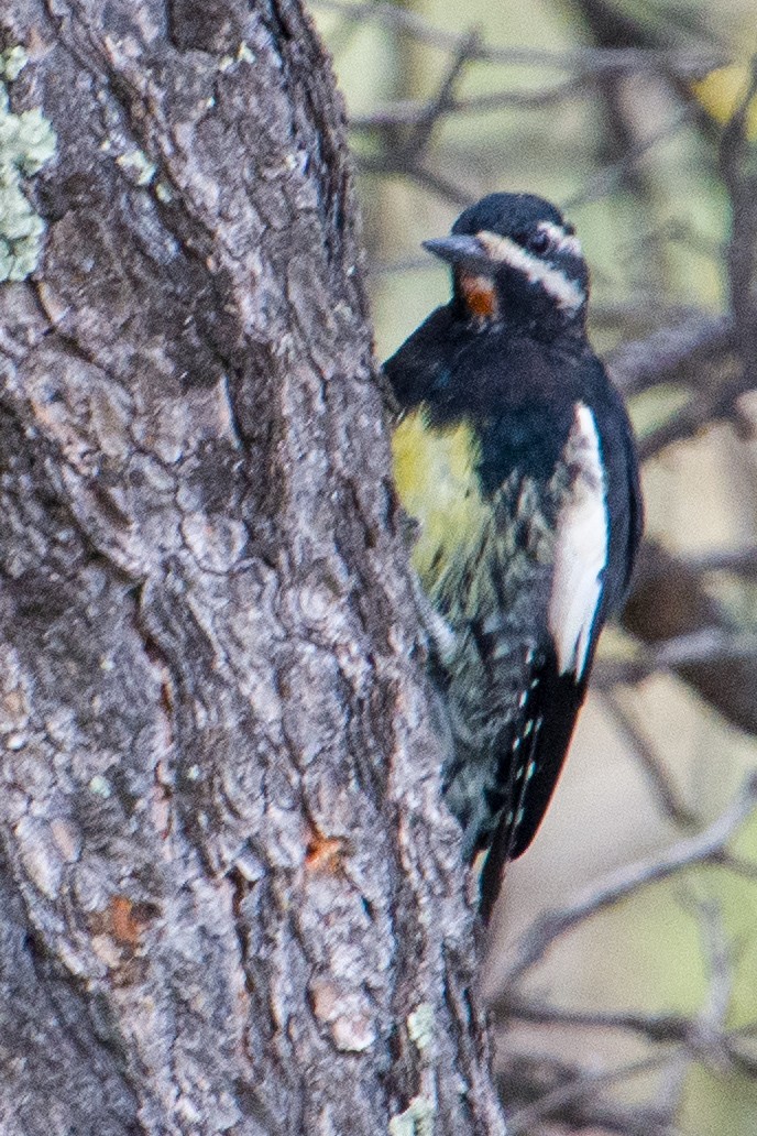 Williamson's Sapsucker - ML623075976