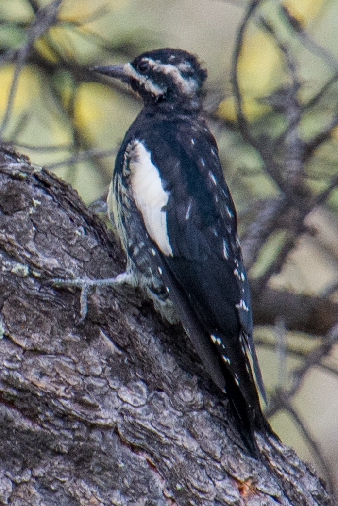 Williamson's Sapsucker - ML623075977