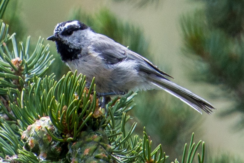 Mountain Chickadee - ML623075987