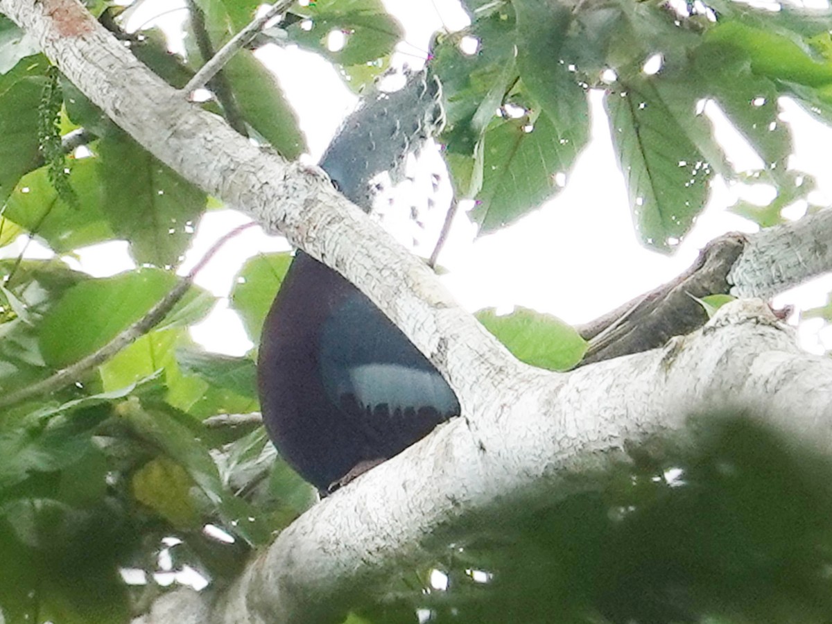 Victoria Crowned-Pigeon - Barry Reed