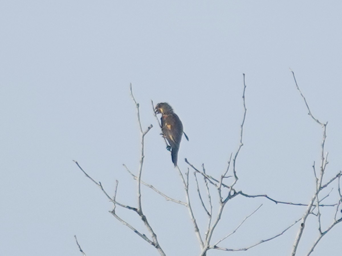 Brown Lory - ML623076015