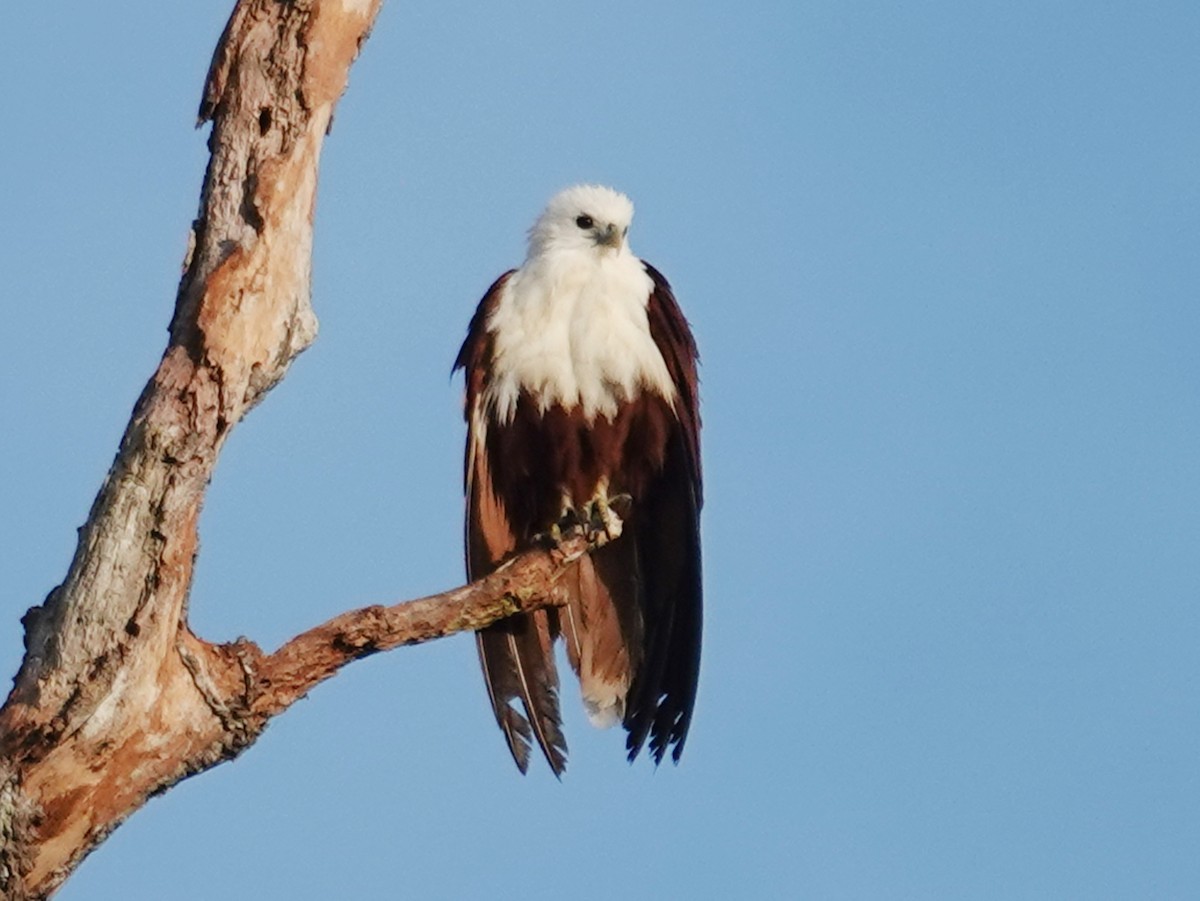 Brahminy Kite - ML623076022