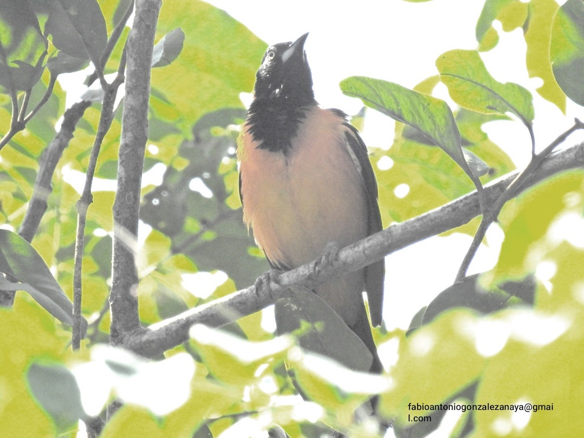 Venezuelan Troupial - ML623076030