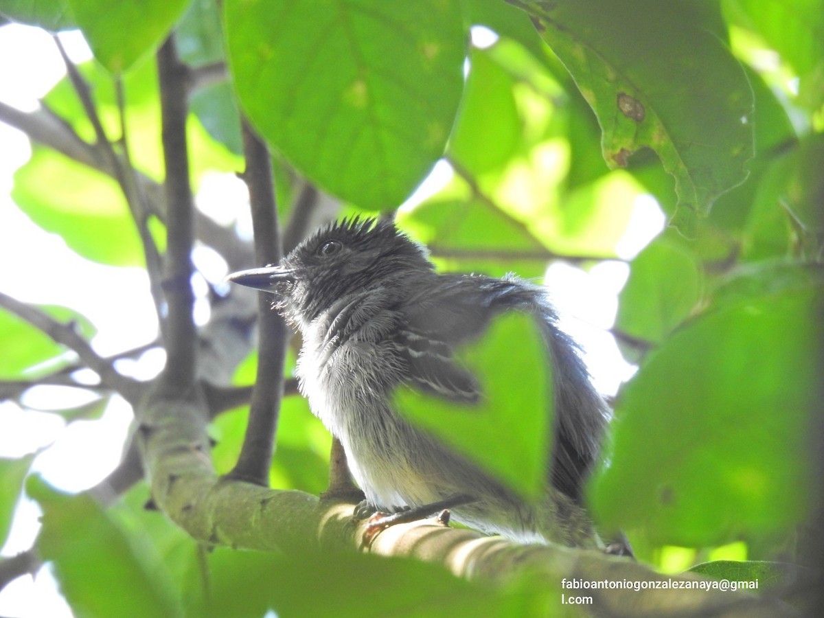 Blackish-gray Antshrike - ML623076107