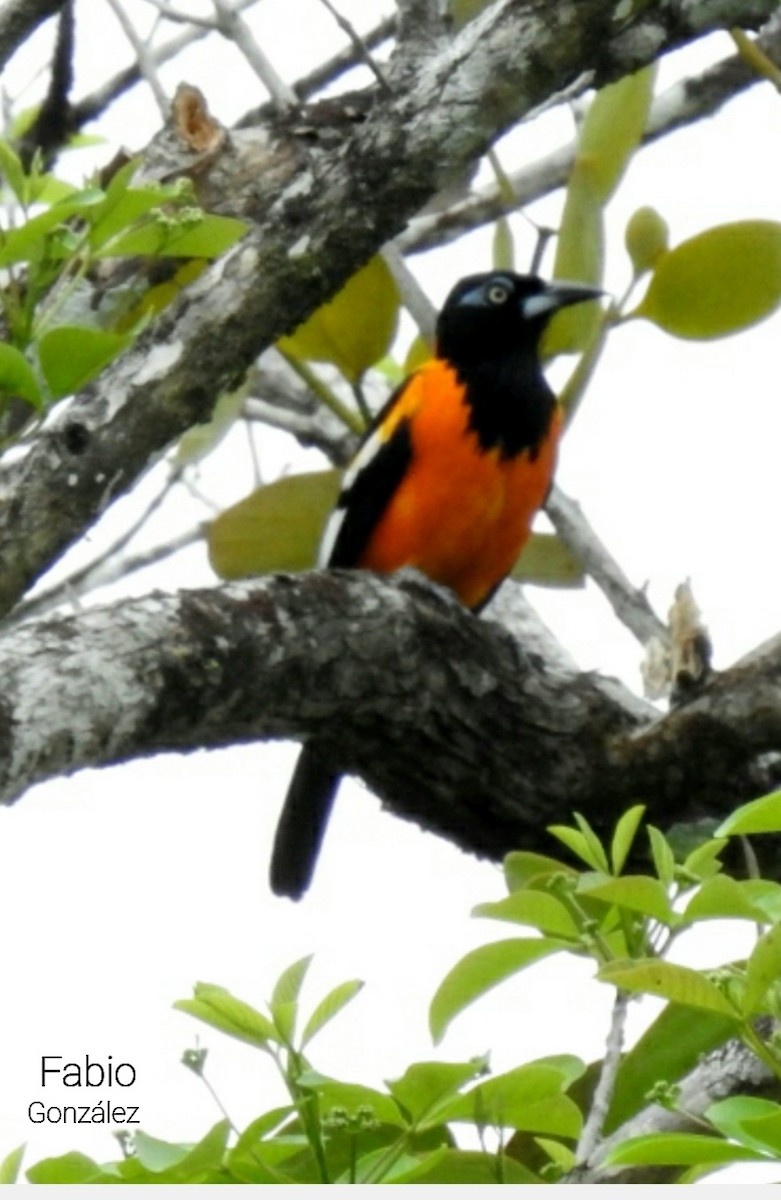 Venezuelan Troupial - ML623076141