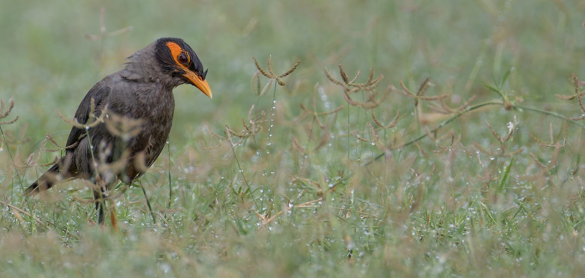 Bank Myna - Friedemann Arndt