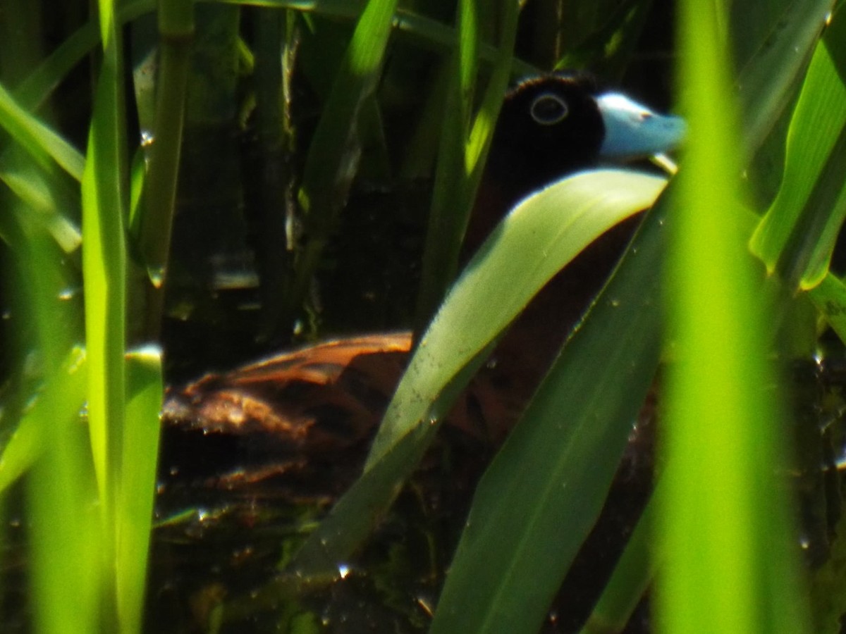 Masked Duck - ML623076233