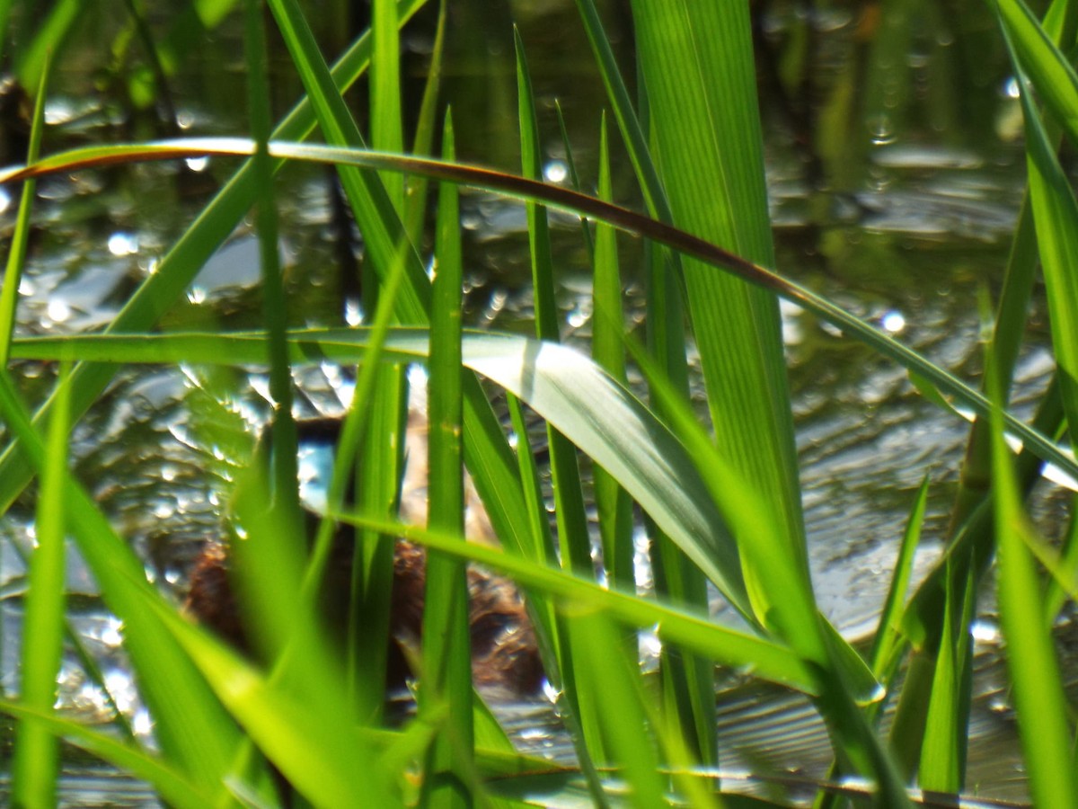 Masked Duck - ML623076235