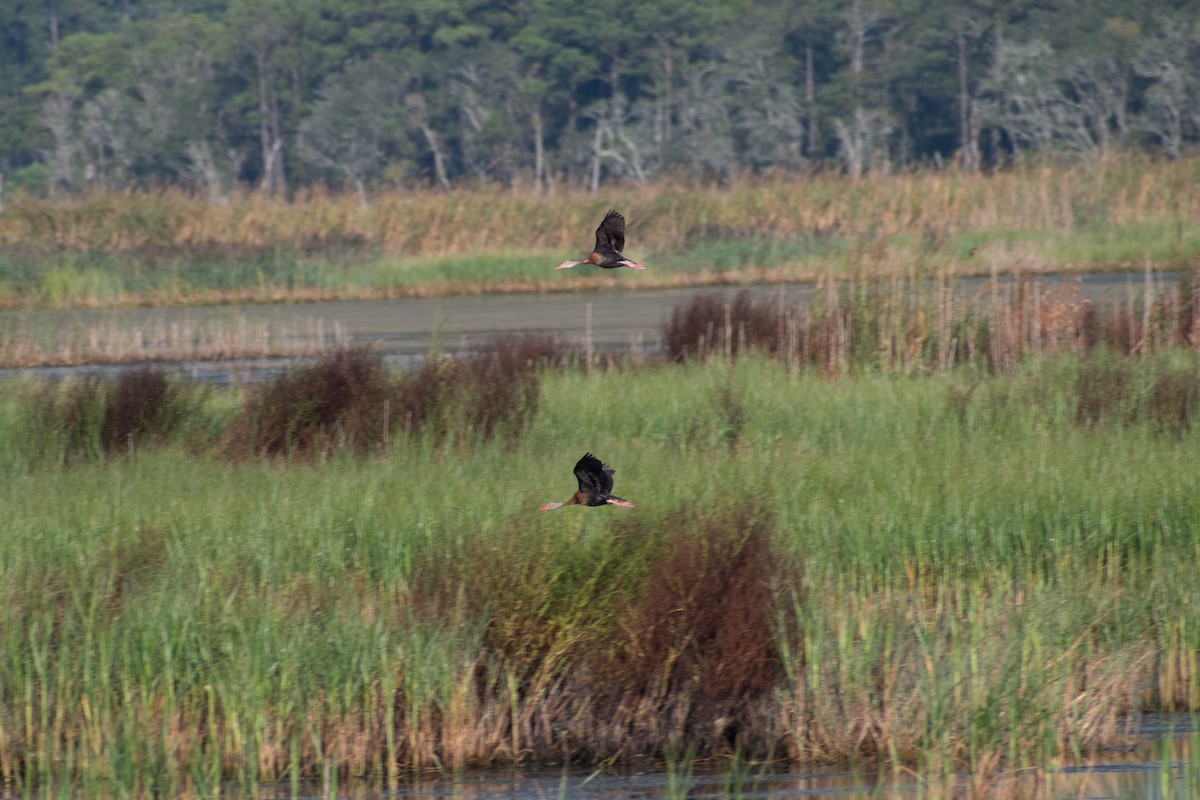 Black-bellied Whistling-Duck - ML623076249