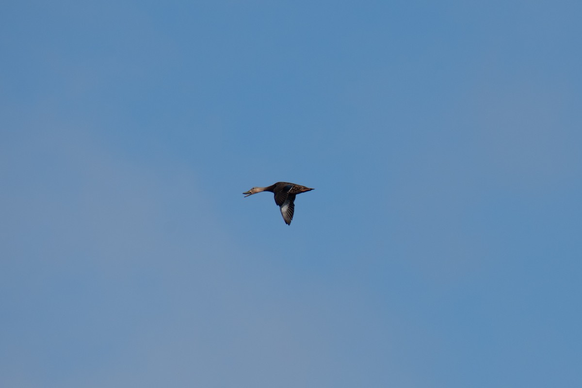 Mottled Duck - ML623076253