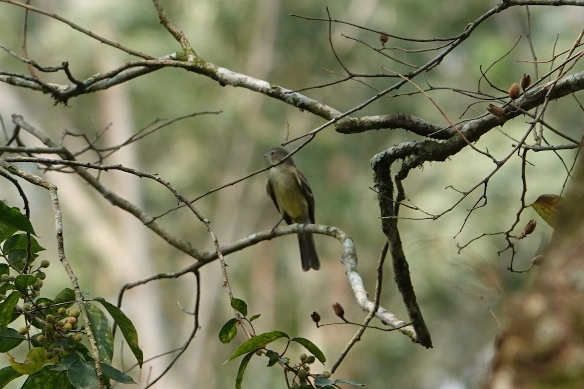 Small-headed Elaenia - Pierre Pitte