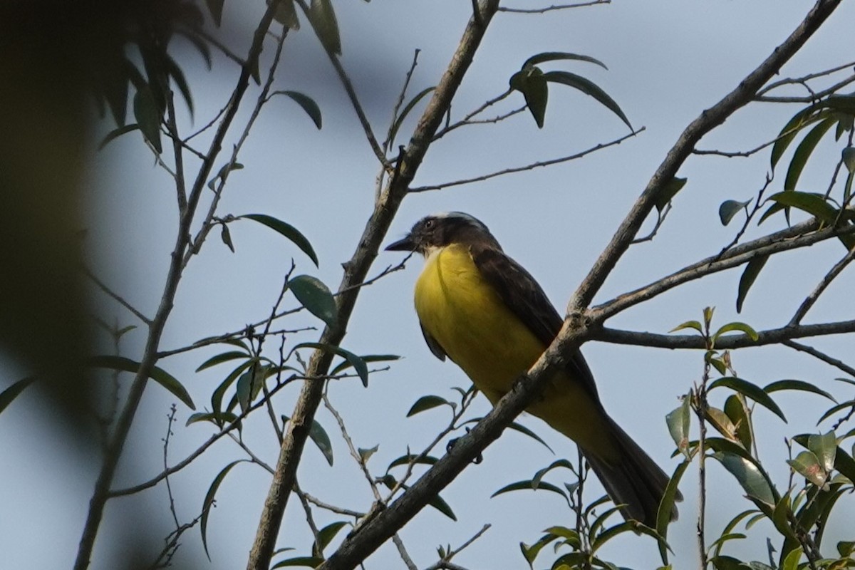 Social Flycatcher - ML623076283