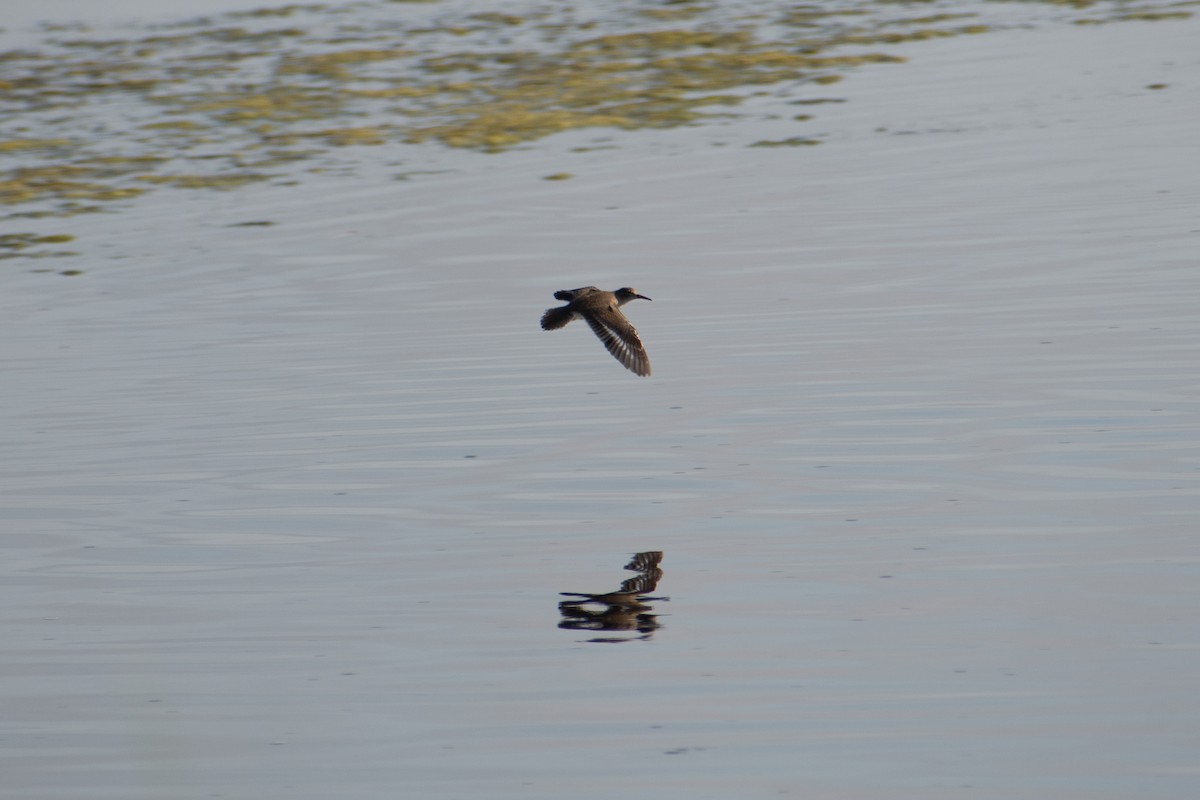 Spotted Sandpiper - ML623076291