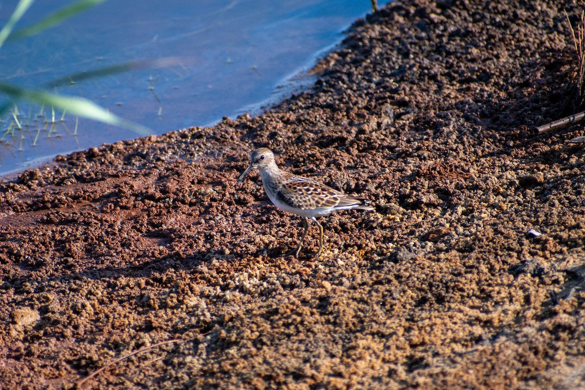 Least Sandpiper - ML623076297