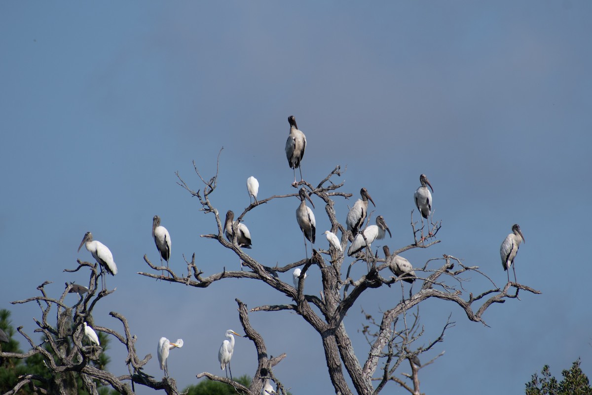 Wood Stork - ML623076300