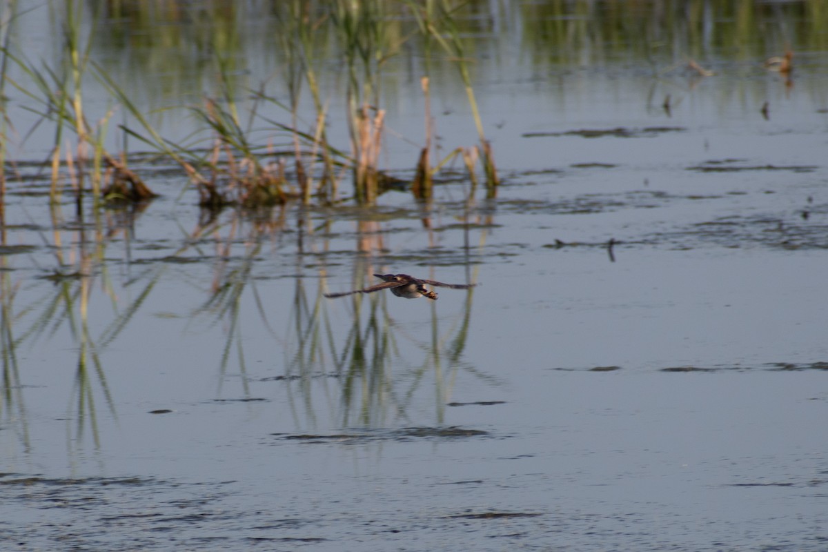 Least Bittern - ML623076317