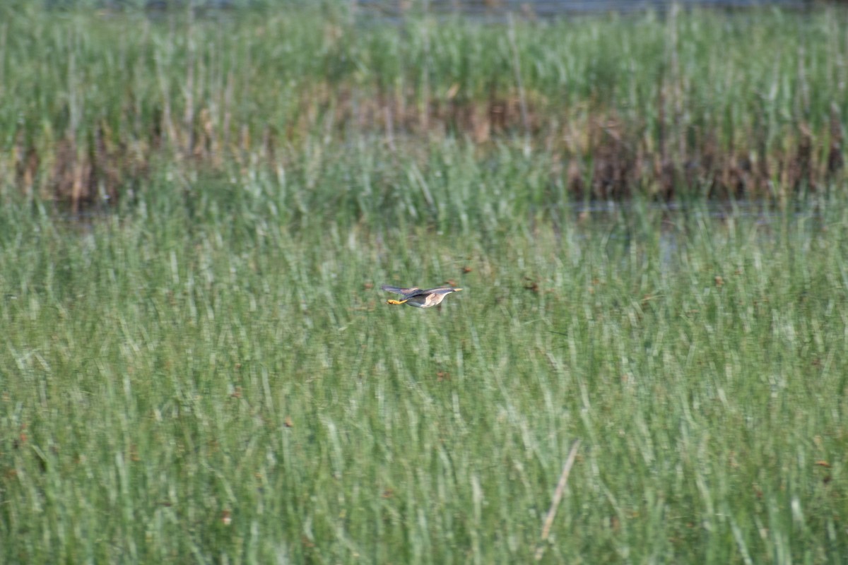 Least Bittern - ML623076318