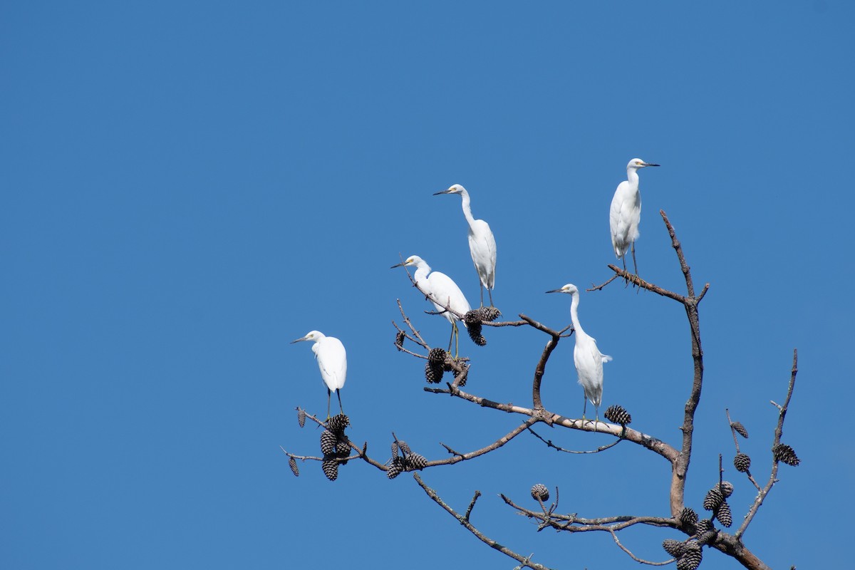 Snowy Egret - ML623076329