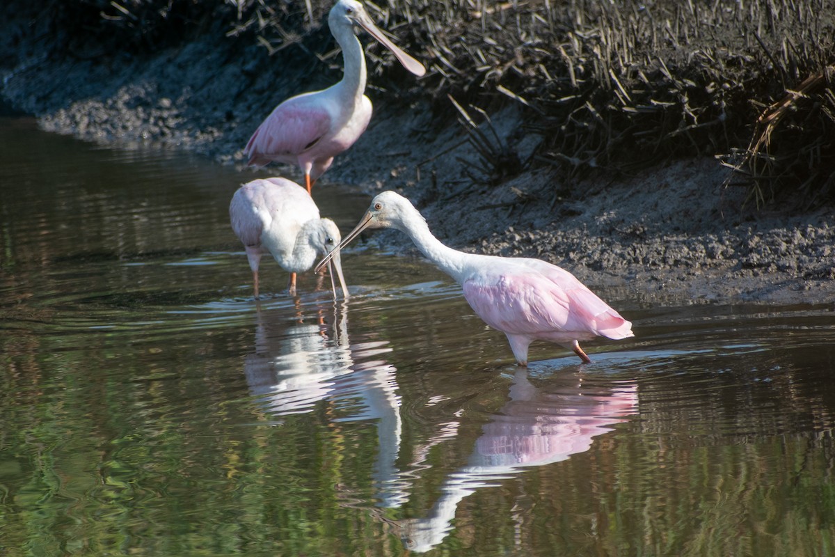 Roseate Spoonbill - ML623076340