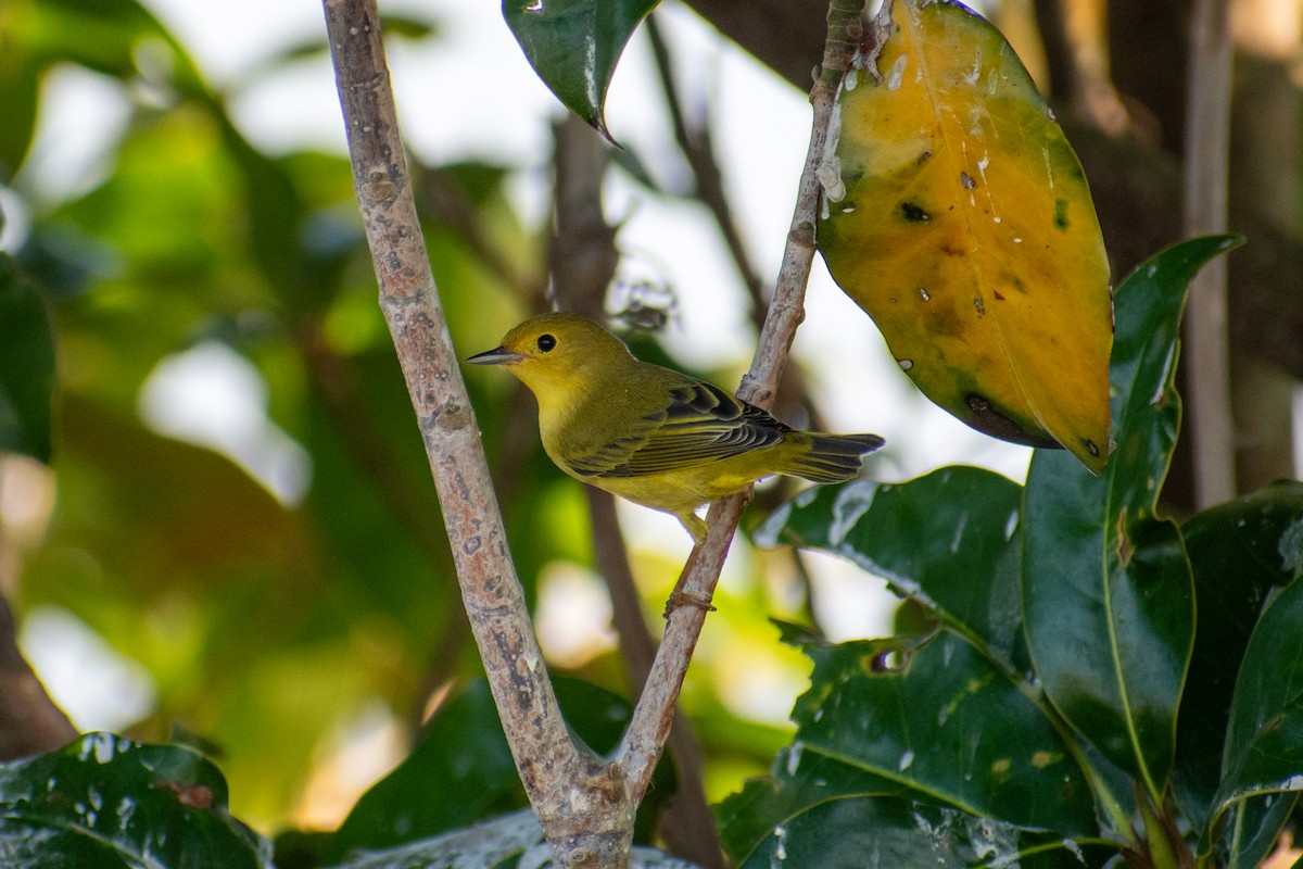 Yellow Warbler - ML623076355