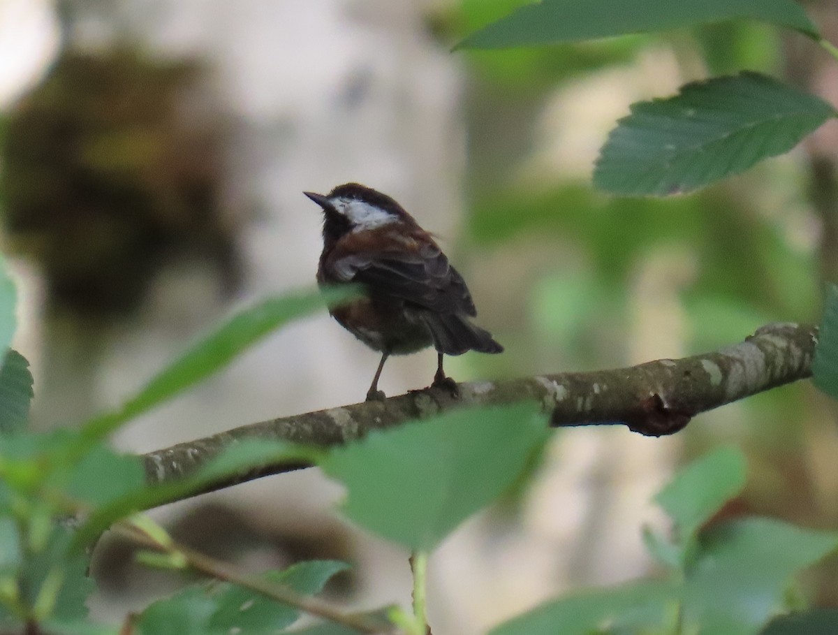 Chestnut-backed Chickadee - ML623076374