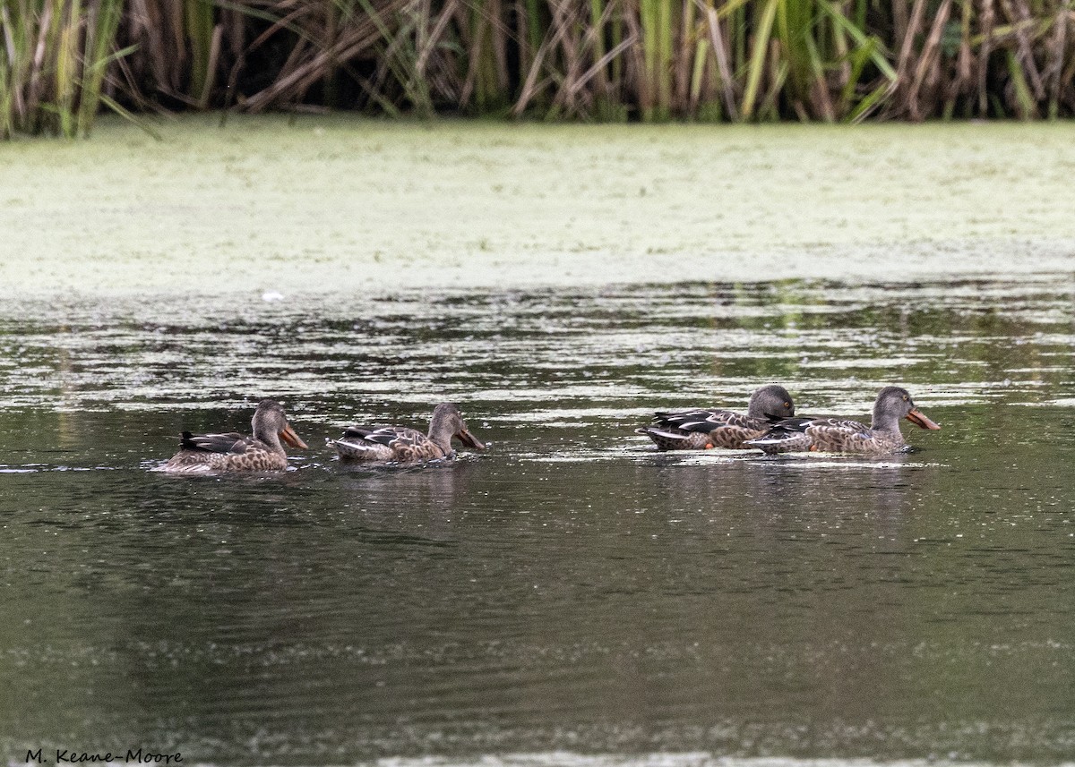 Northern Shoveler - ML623076475