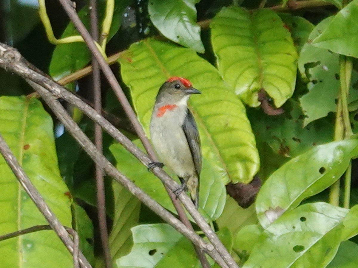 Red-capped Flowerpecker - ML623076492