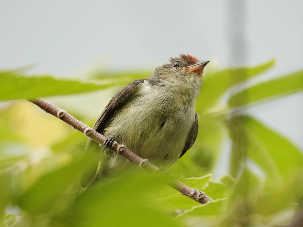 Red-capped Flowerpecker - ML623076493