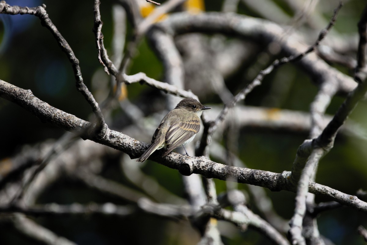 Eastern Phoebe - ML623076510