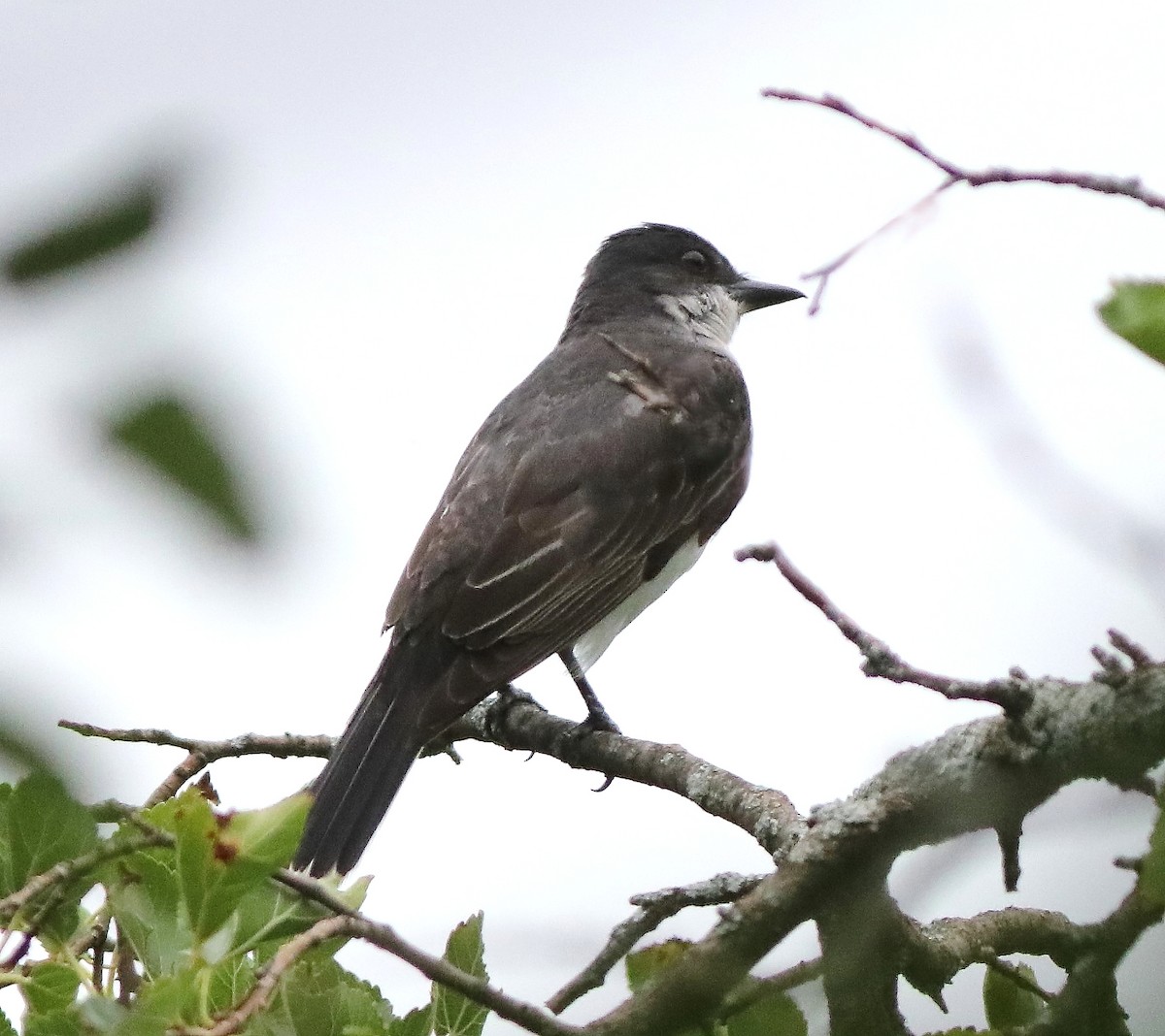 Eastern Kingbird - ML623076561
