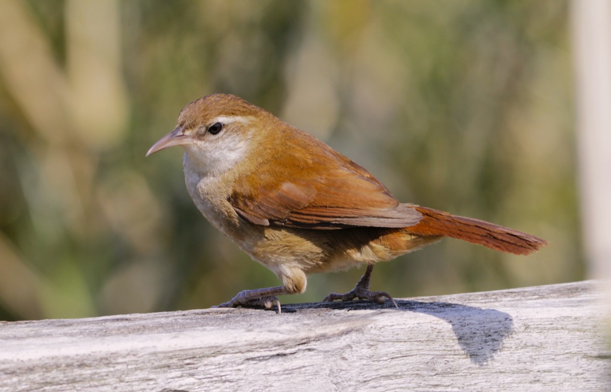 Curve-billed Reedhaunter - ML623076589