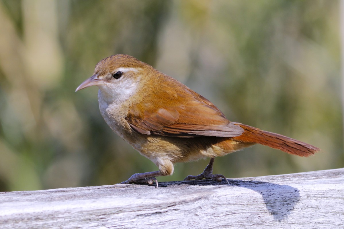 Curve-billed Reedhaunter - ML623076599