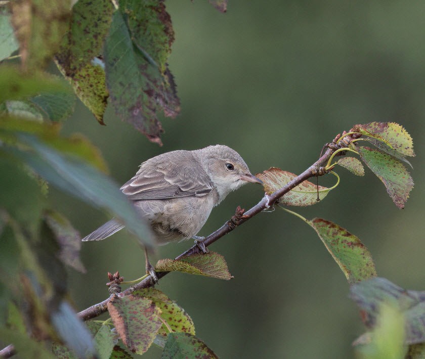 Barred Warbler - ML623076638