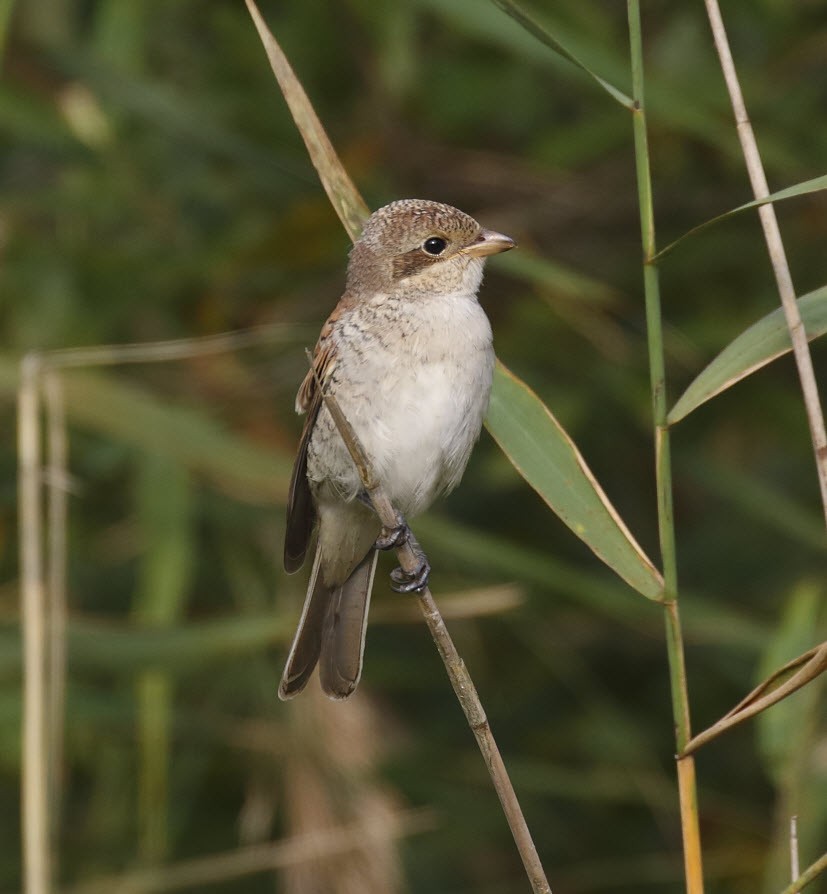 Red-backed Shrike - ML623076713