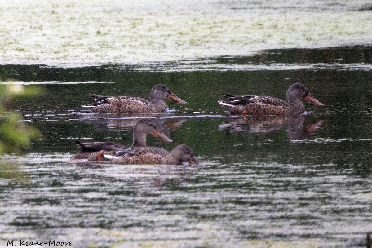 Northern Shoveler - ML623076742