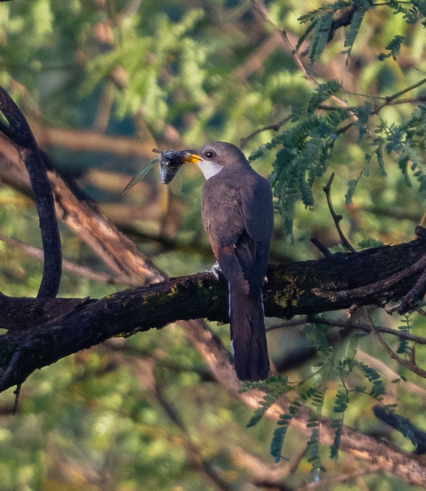 Yellow-billed Cuckoo - ML623076828