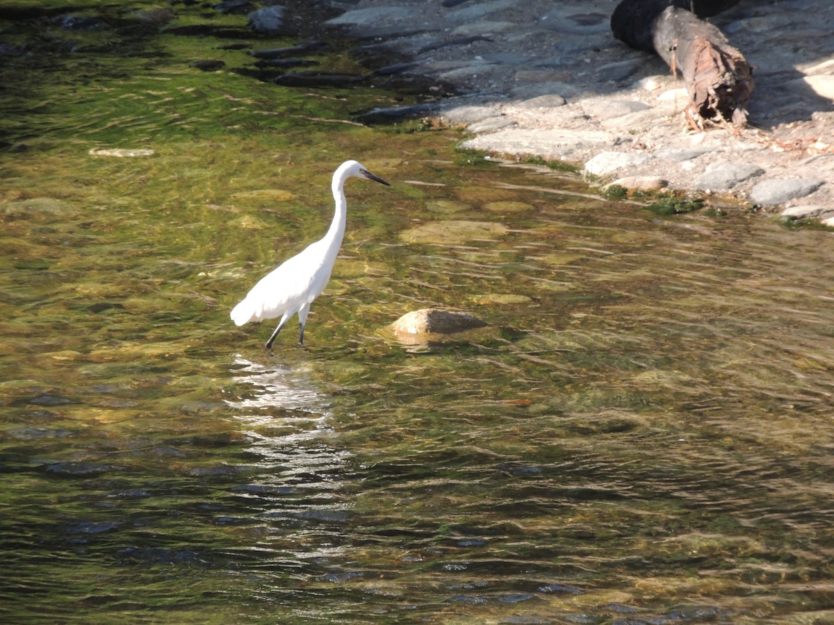 Little Blue Heron - Carolina Dávila