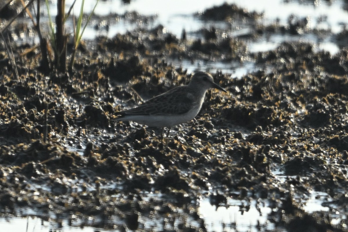 Bécasseau sanderling - ML623077044