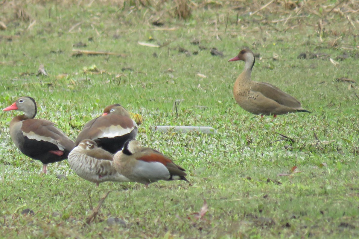 Black-bellied Whistling-Duck - ML623077052