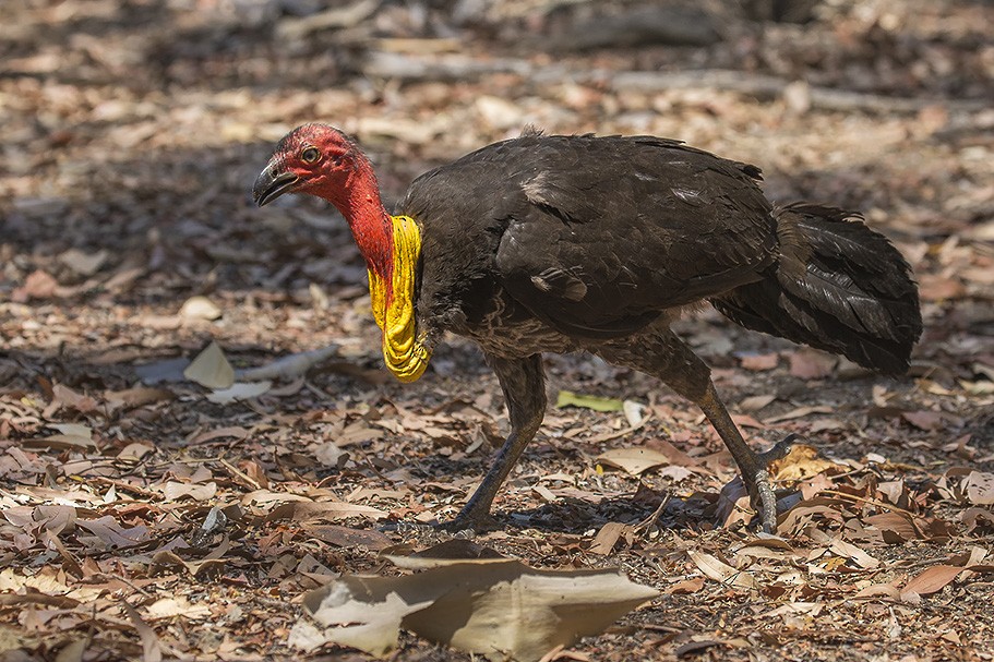 Australian Brushturkey - ML623077105