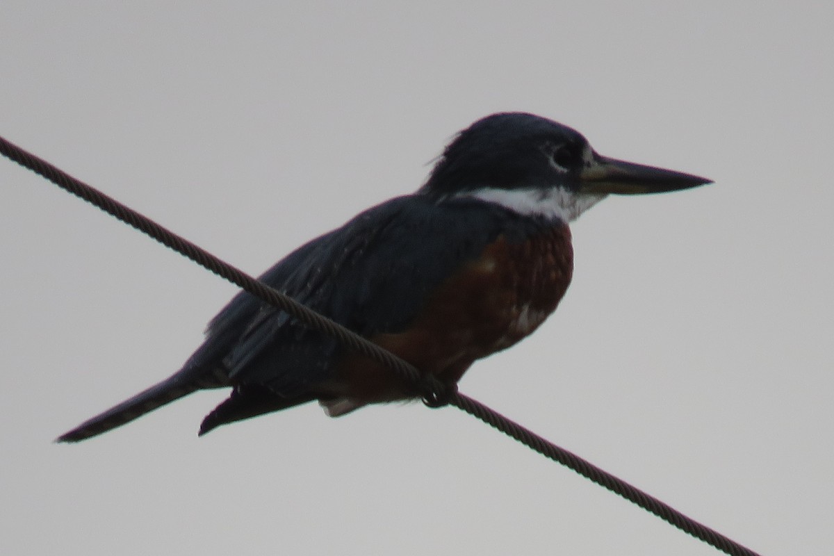 Ringed Kingfisher - ML623077125