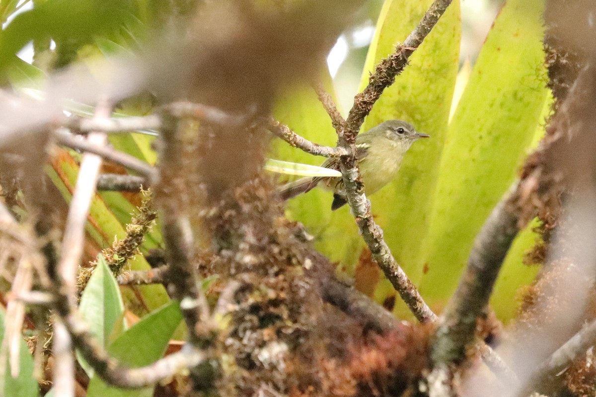 Mottle-cheeked Tyrannulet - ML623077149