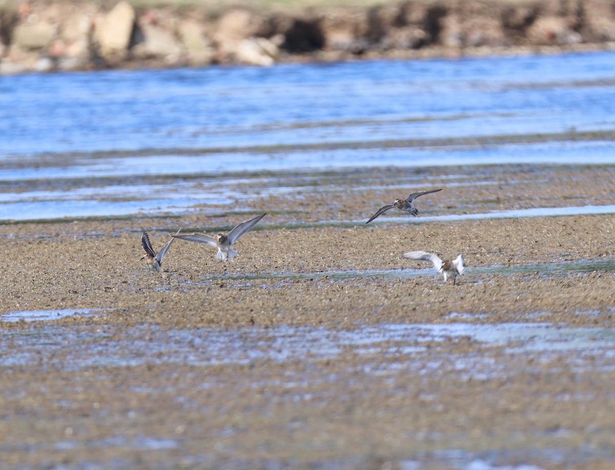 Dunlin - ML623077201