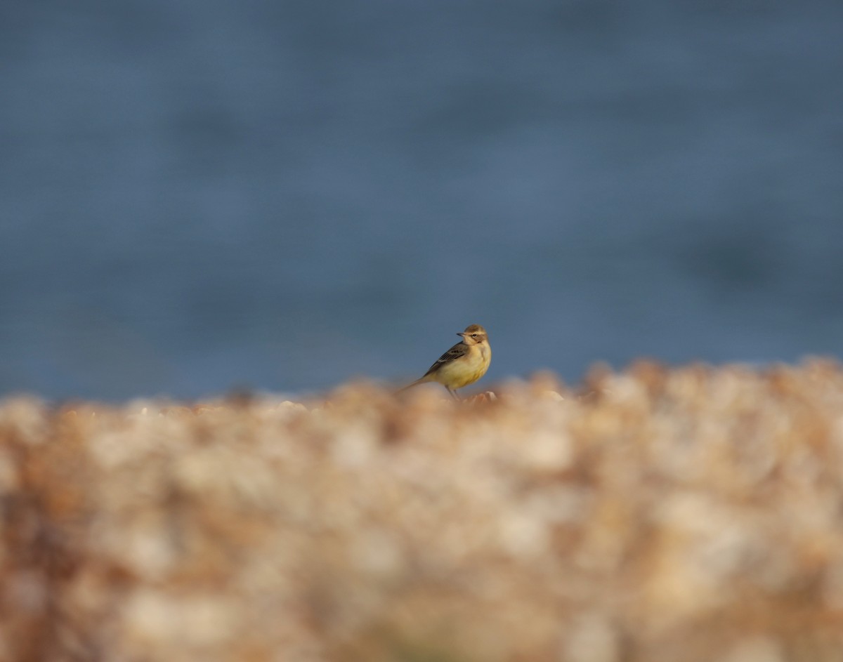 Western Yellow Wagtail - ML623077208