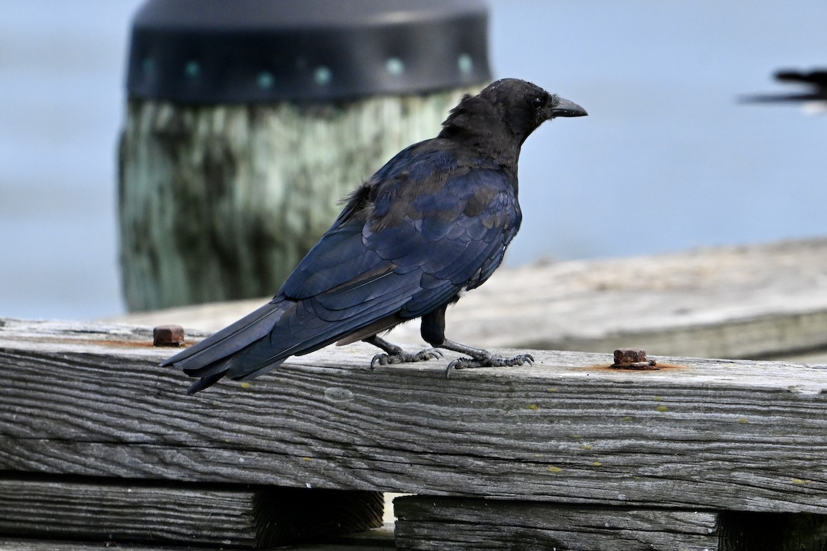 Fish Crow - ML623077226
