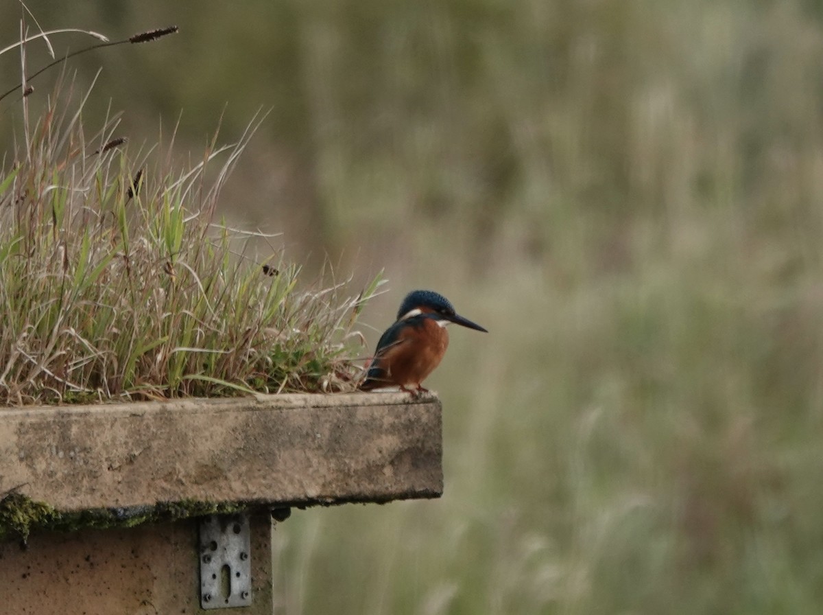 Common Kingfisher - ML623077255