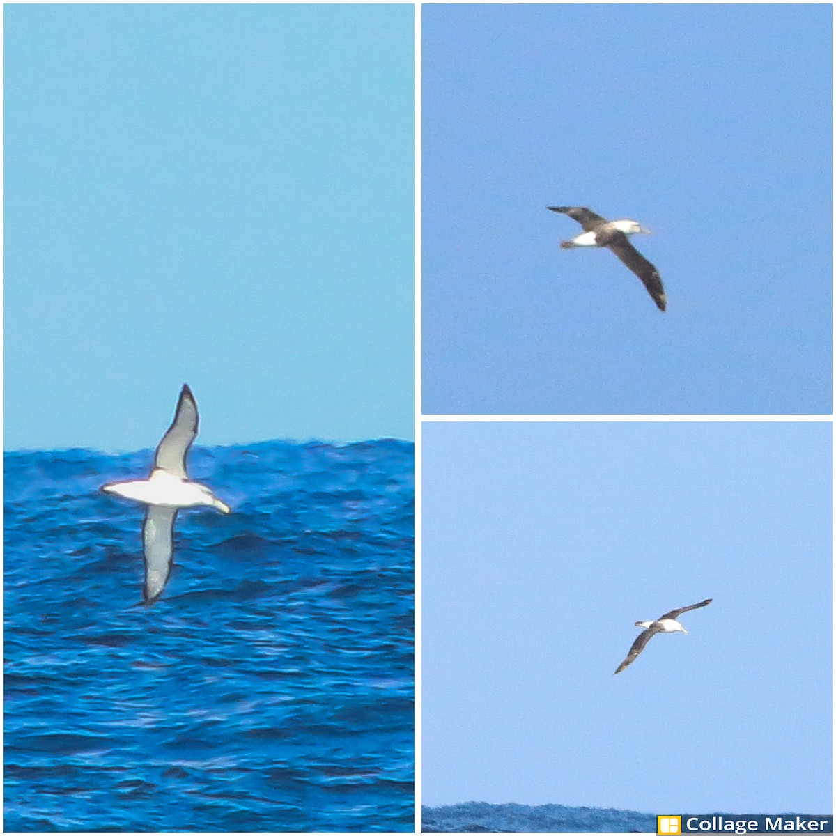 White-capped Albatross - Daan van der Hoeven